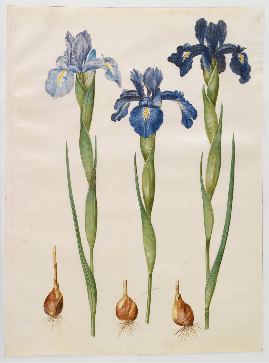 Iris xiphioides von Hans Simon Holtzbecker