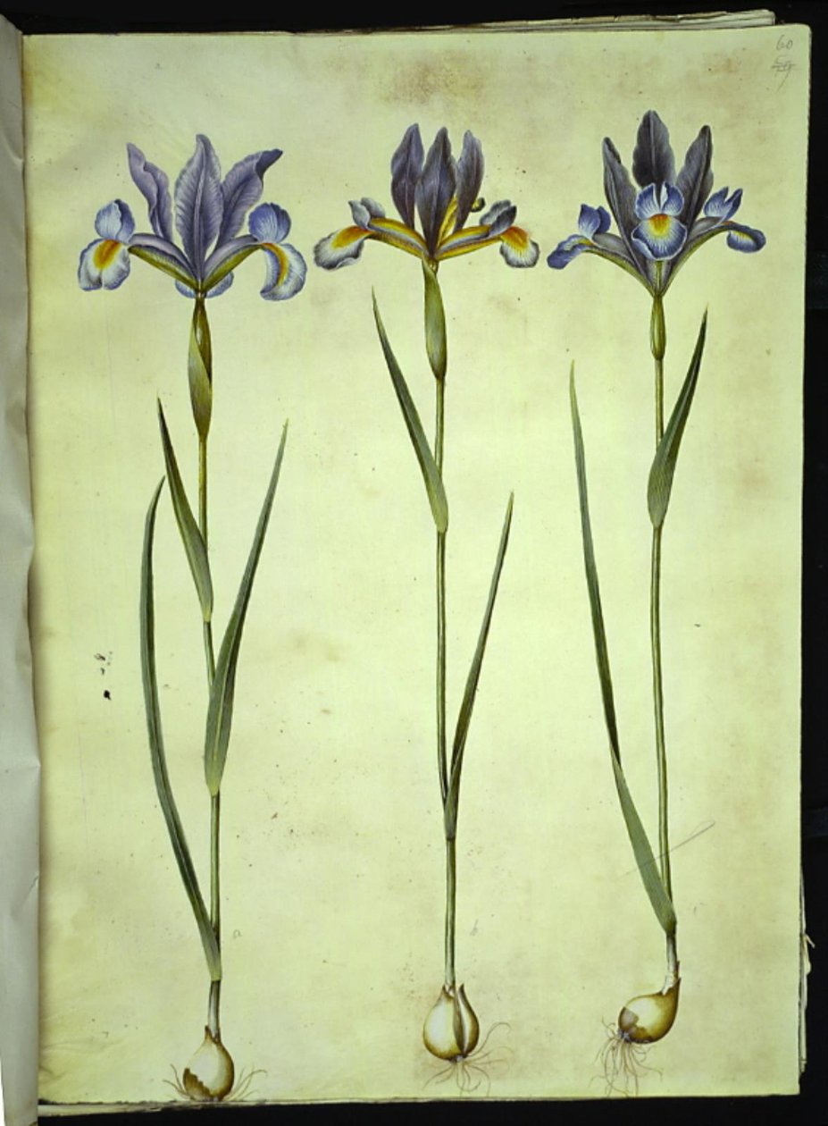 Iris xiphium (Spanische Iris) von Hans Simon Holtzbecker
