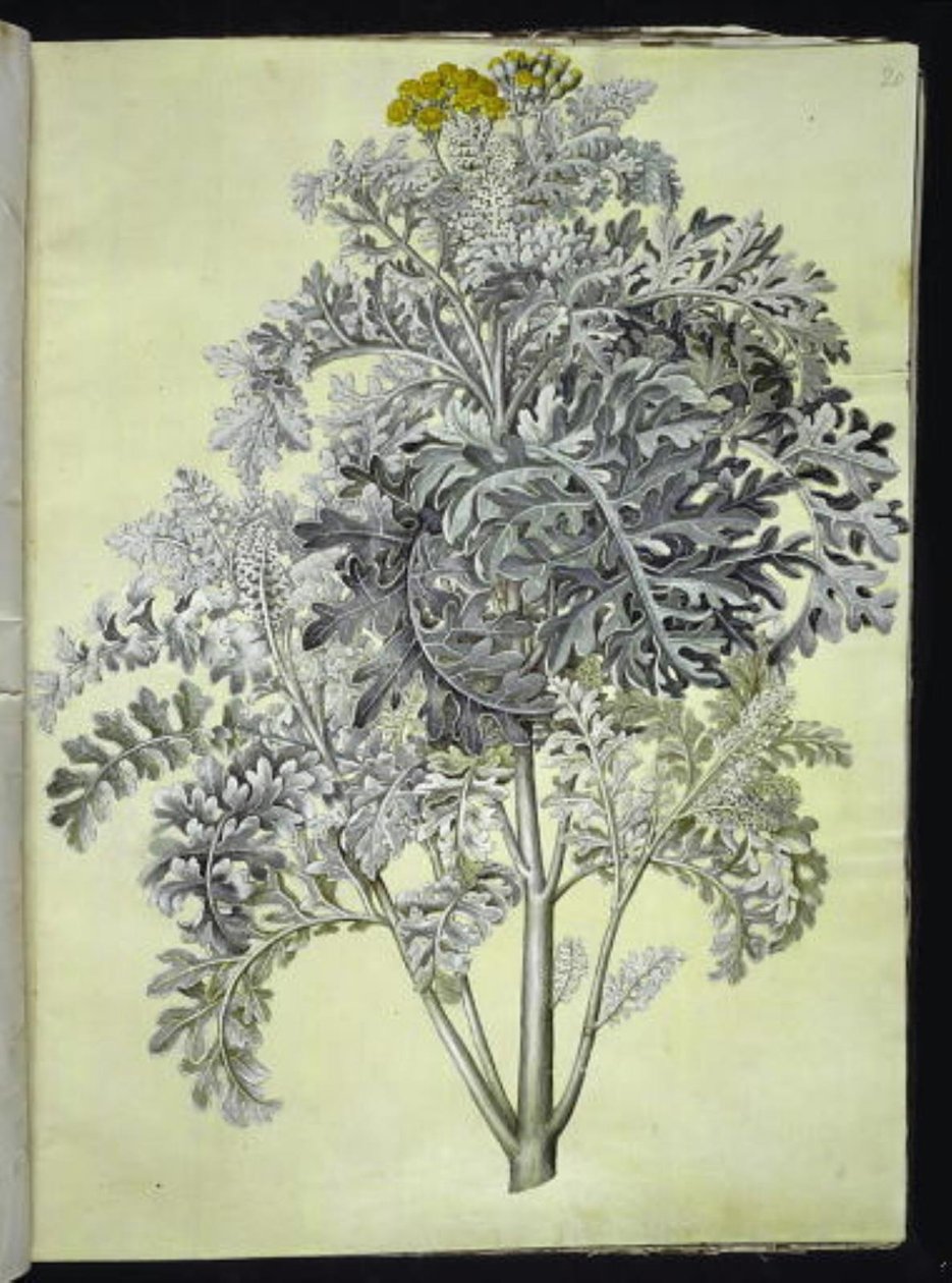 Jacobaea maritima (Graublatt) von Hans Simon Holtzbecker