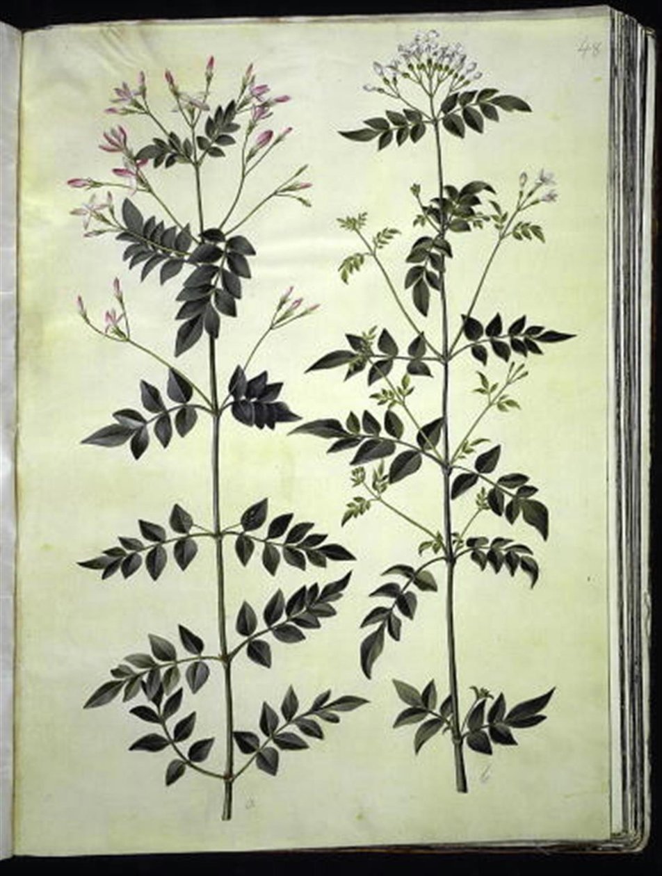 Echter Jasmin (medizinischer Jasmin) von Hans Simon Holtzbecker