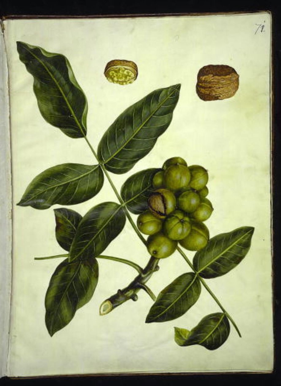 Juglans regia (Gemeine Walnuss) von Hans Simon Holtzbecker
