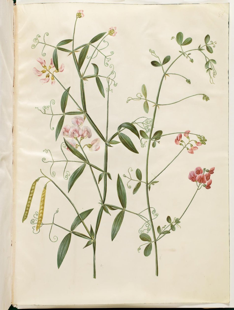 Lathyrus sylvestris (Wald-Platterbse); Lathyrus tuberosus (Knollen-Platterbse) von Hans Simon Holtzbecker