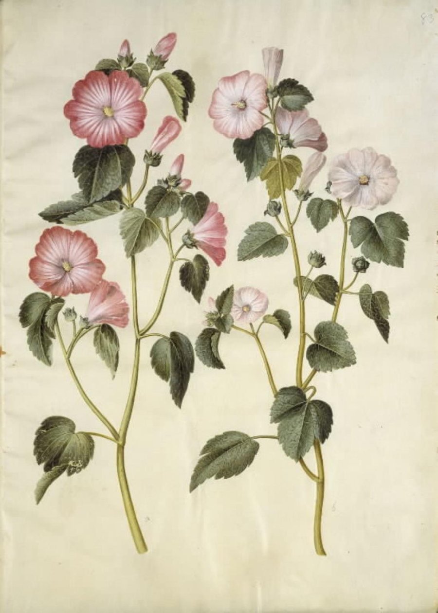Lavatera trimestris (Mameluckenmalve) von Hans Simon Holtzbecker