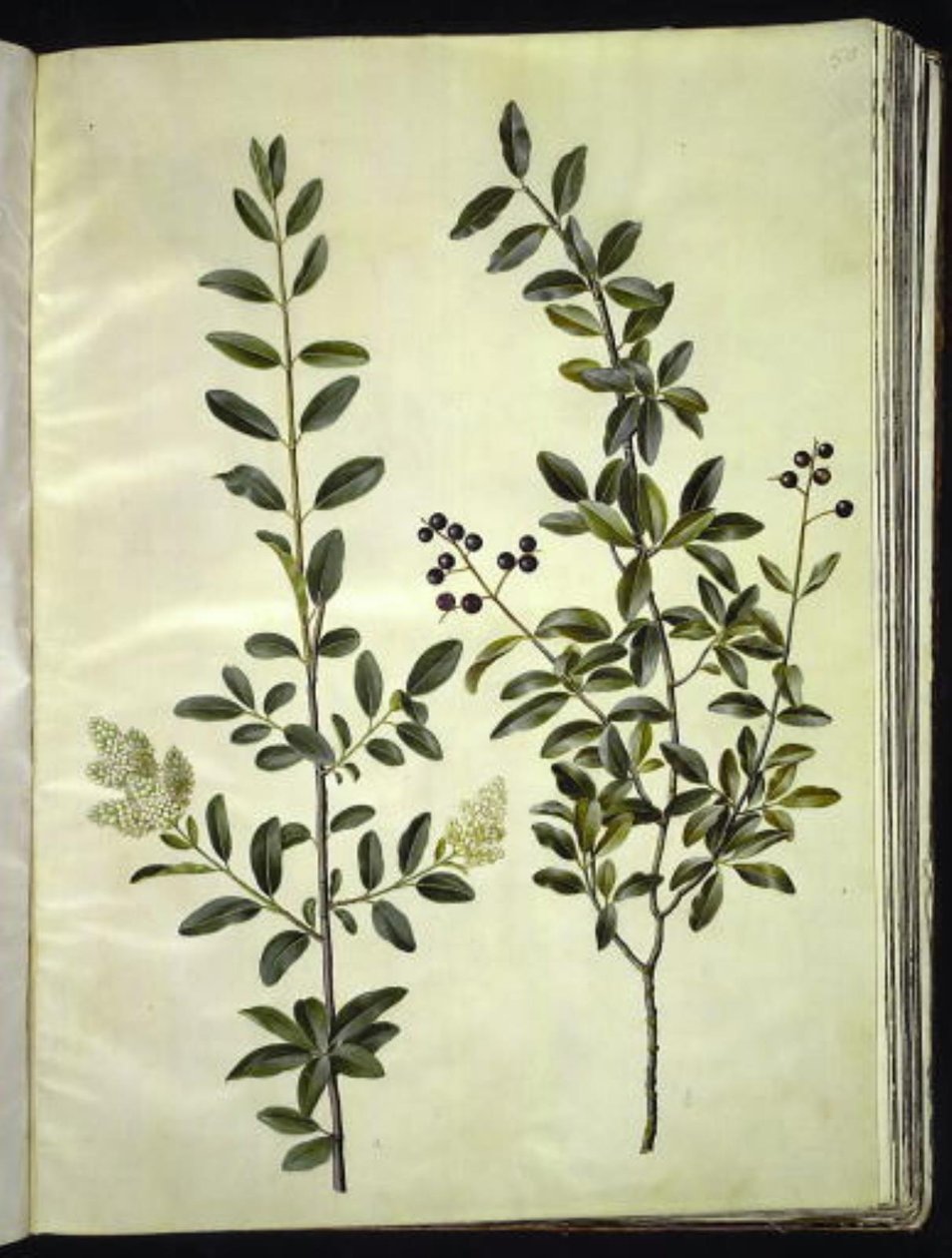 Ligustrum vulgare (Gewöhnlicher Liguster) von Hans Simon Holtzbecker