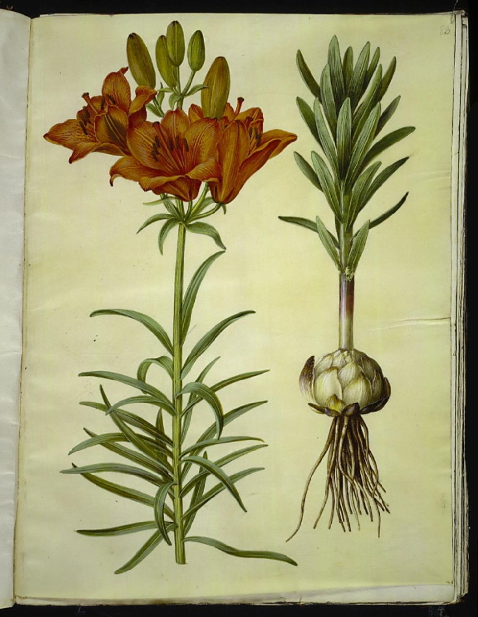 Lilium bulbiferum (Feuer-Lilie) von Hans Simon Holtzbecker