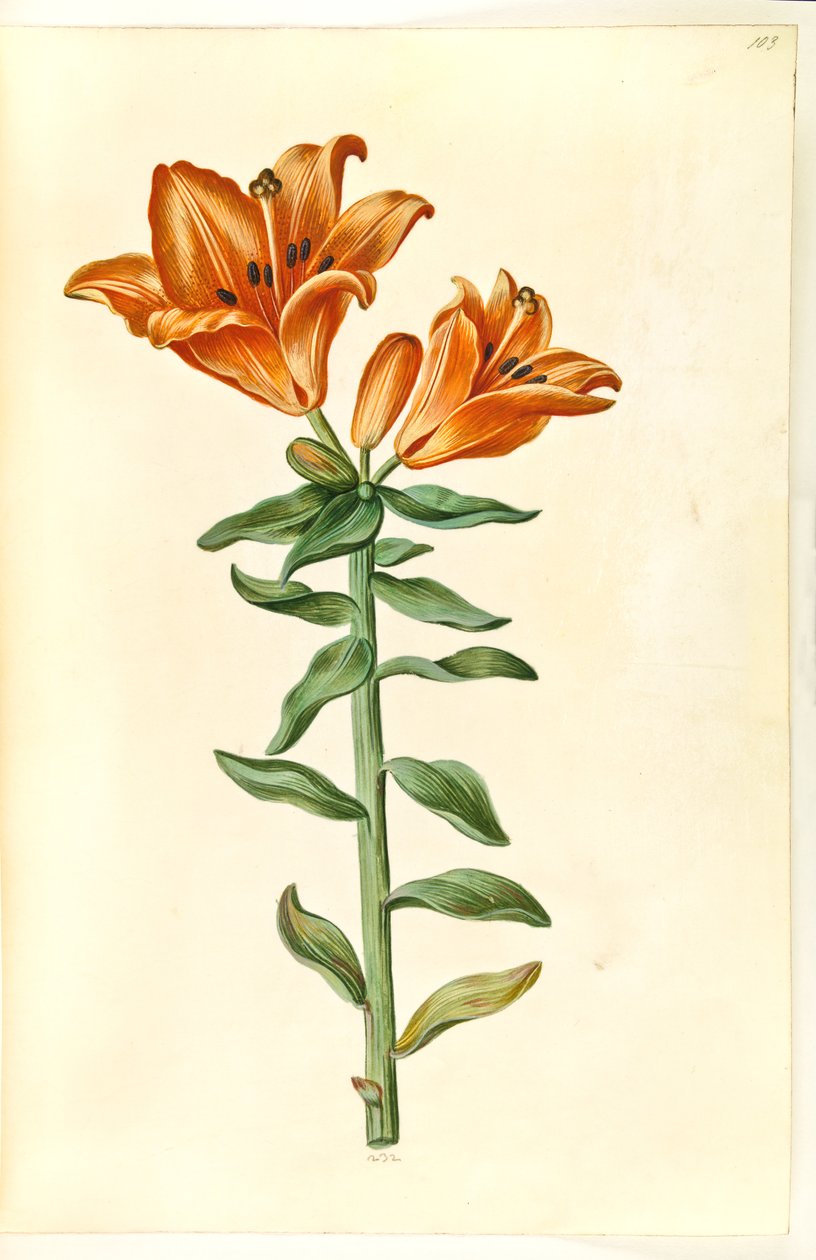 Feuer-Lilie von Hans Simon Holtzbecker
