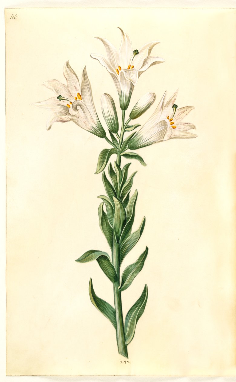 Lilium candidum (Madonnen-Lilie) von Hans Simon Holtzbecker