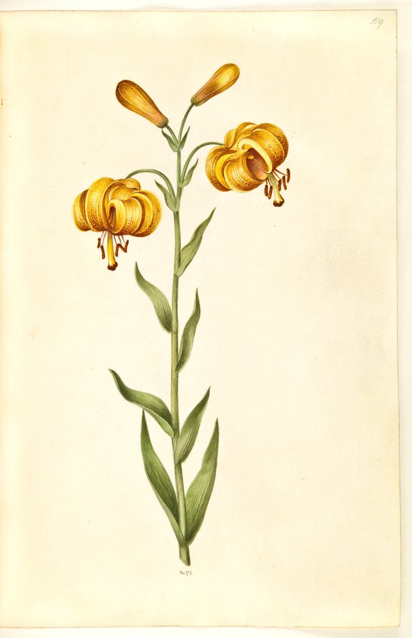 Lilium pyrenaicum (Pyrenäen-Lilie) von Hans Simon Holtzbecker