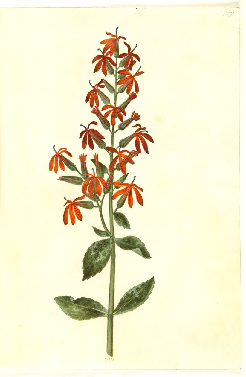 Lobelia cardinalis (Kardinal-Lobelie) von Hans Simon Holtzbecker