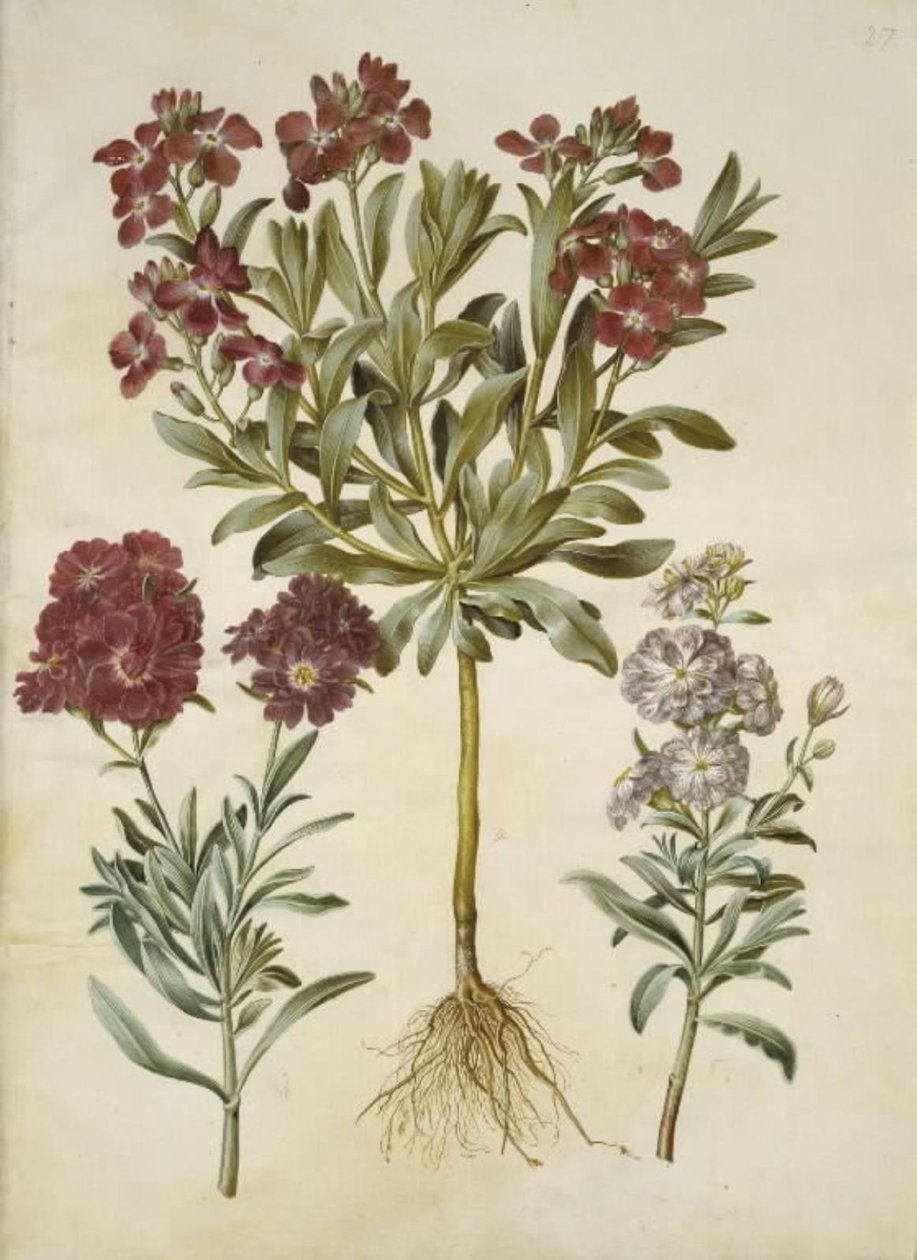 Matthiola incana (Winterlevkoje) von Hans Simon Holtzbecker