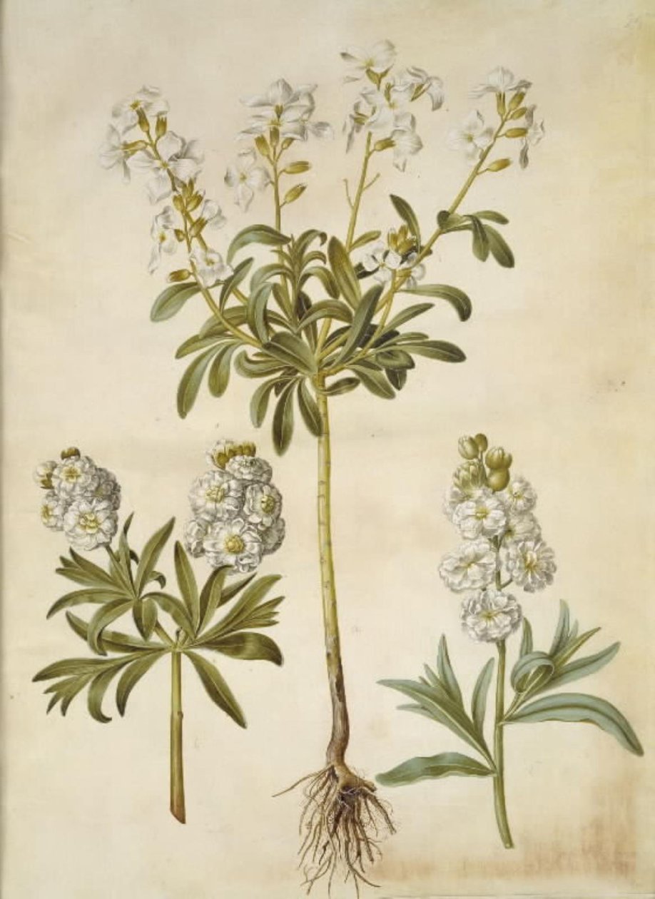 Matthiola incana (Winter-Levkoje) von Hans Simon Holtzbecker