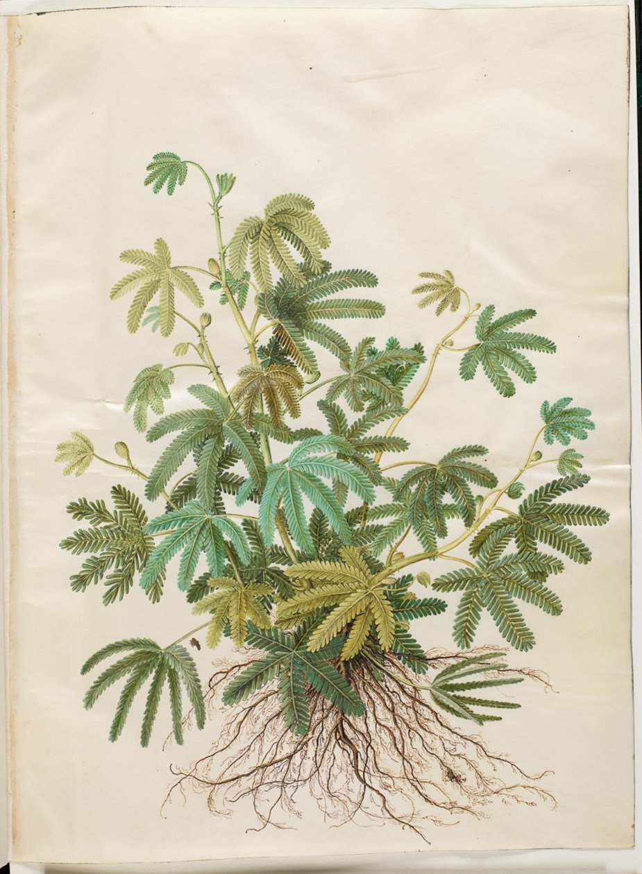 Mimosa polydactyla (vielblättrige Mimose) von Hans Simon Holtzbecker
