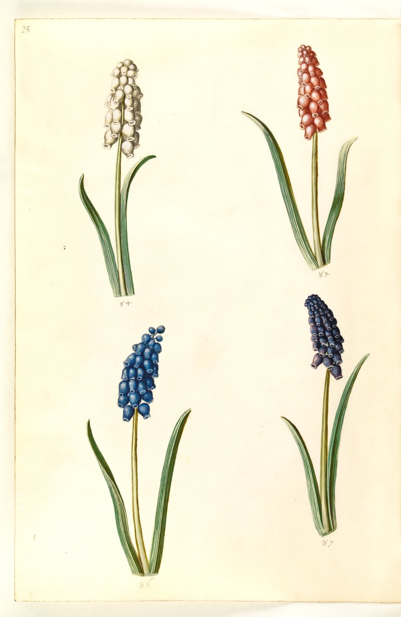 Muscari botryoides (gewöhnliche Traubenhyazinthe) von Hans Simon Holtzbecker