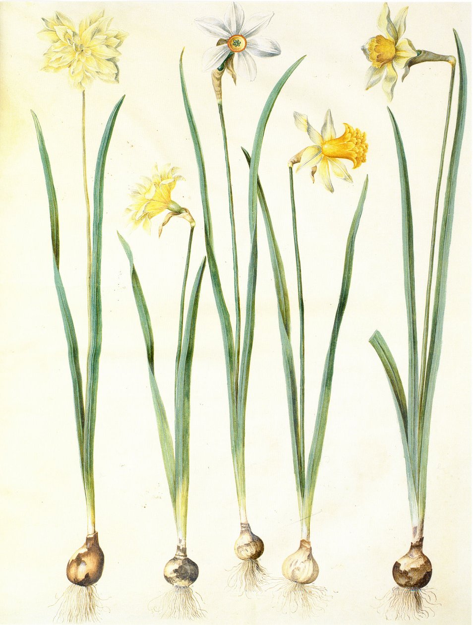 Narzisse pseudonarcissus, Narzisse poeticus, Narzisse × incomparabilis von Hans Simon Holtzbecker