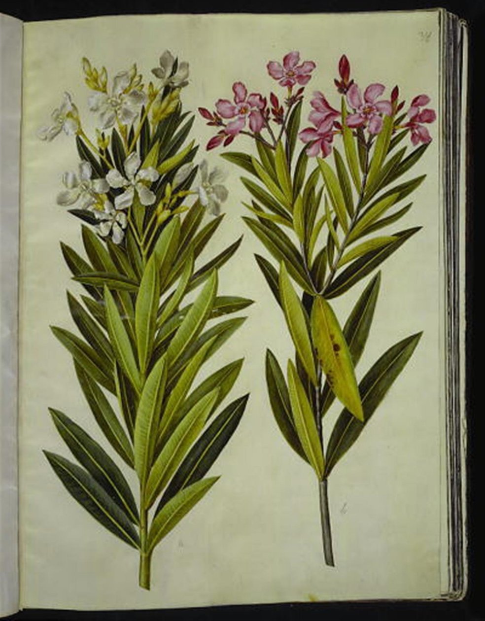Oleander (Nerium oleander) von Hans Simon Holtzbecker