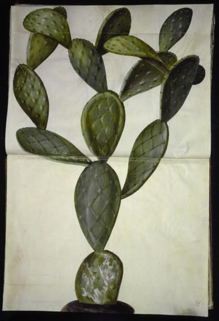 Opuntia monacantha (Feigenkaktus) von Hans Simon Holtzbecker