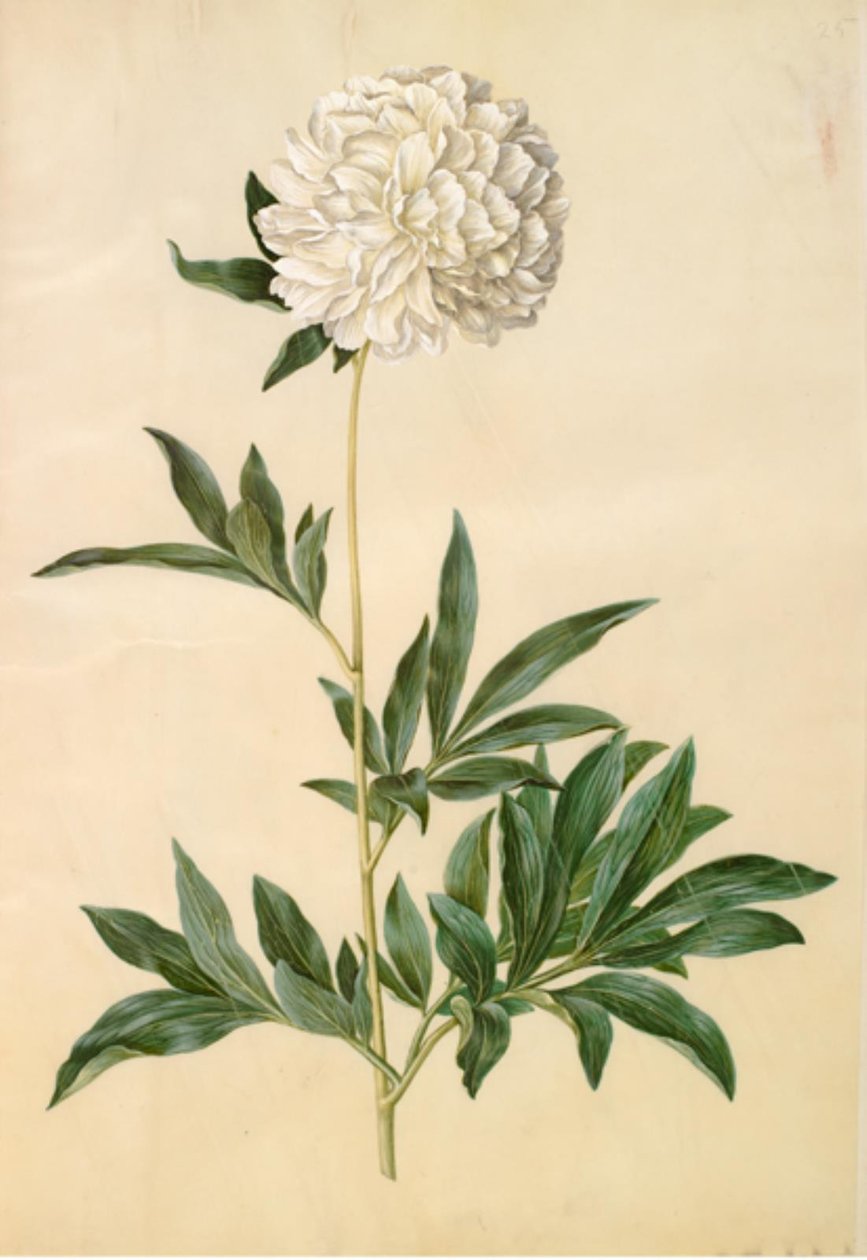 Paeonia lactiflora (Seiden-Pfingstrose) von Hans Simon Holtzbecker