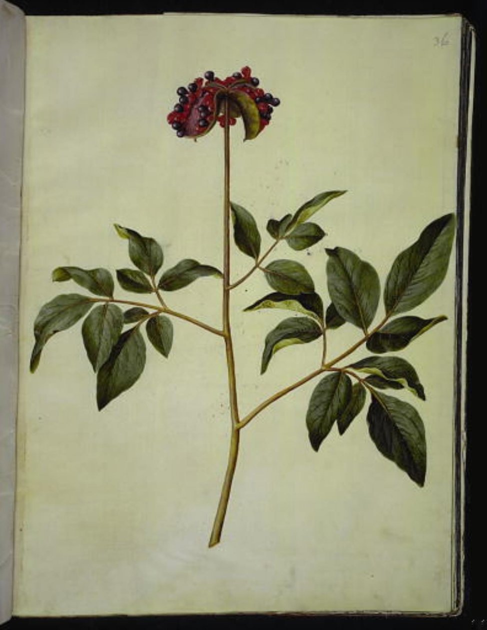 Pfingstrose (Rosen-Seidenpflanze) von Hans Simon Holtzbecker