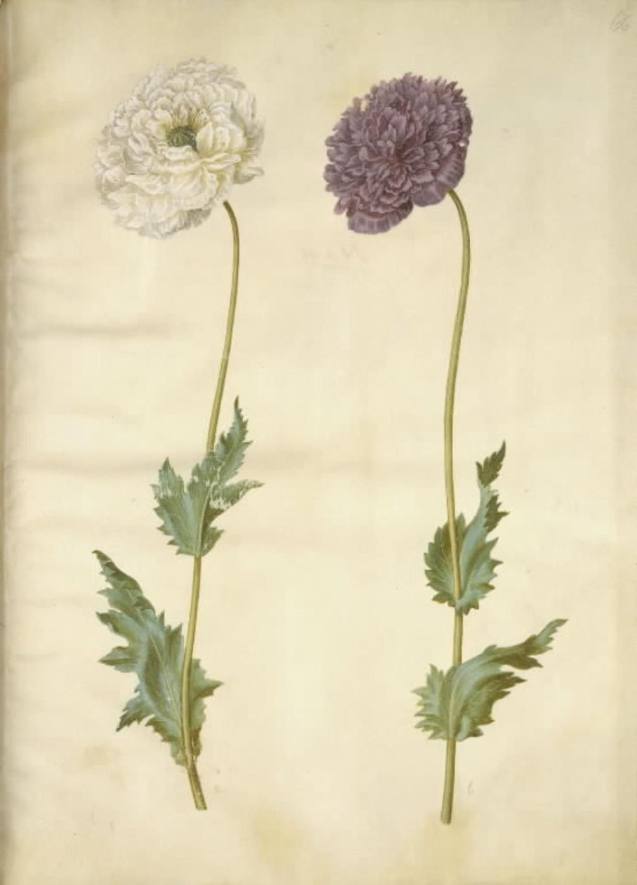 Papaver somniferum (Schlafmohn) von Hans Simon Holtzbecker