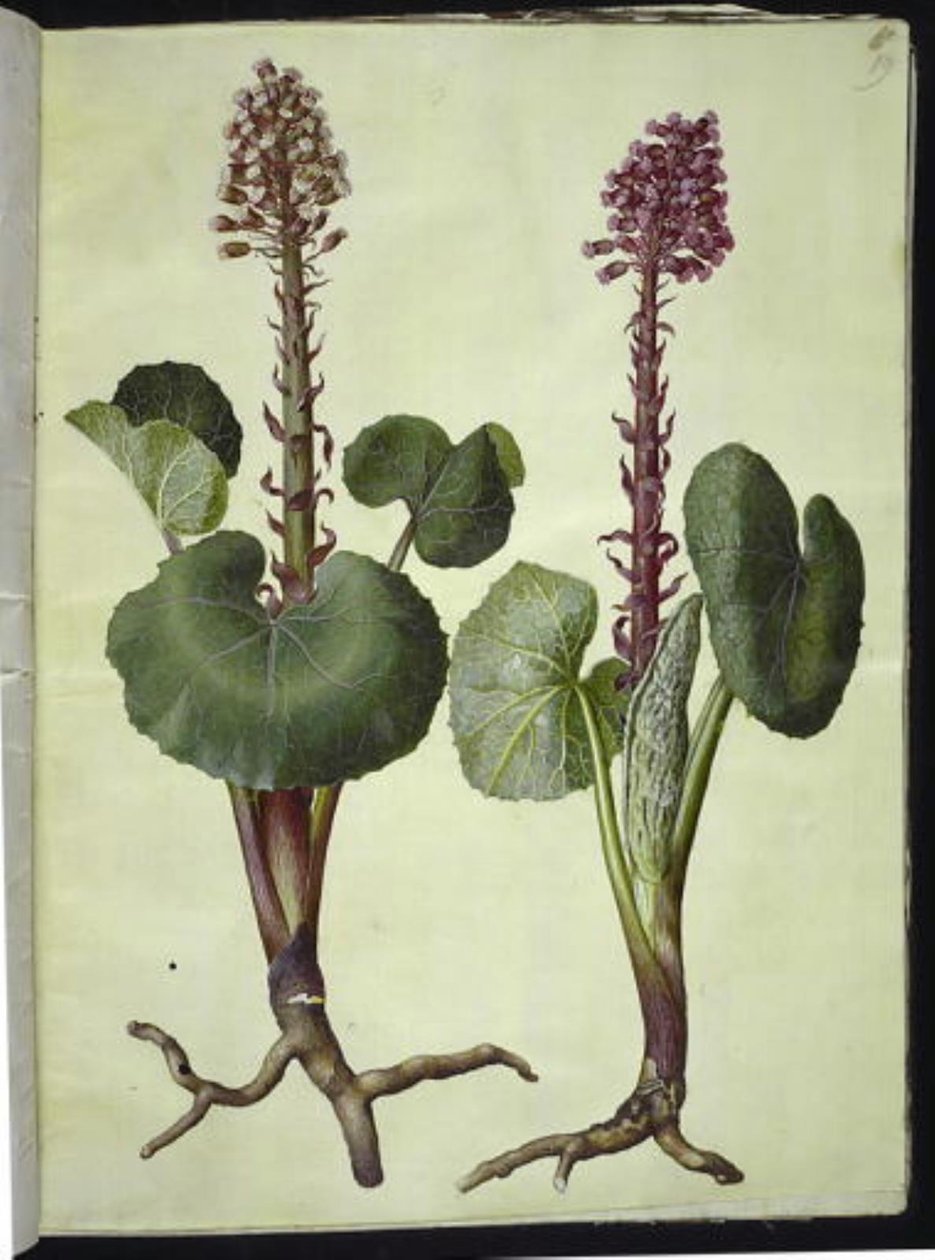 Petasites hybridus (roter Huflattich) von Hans Simon Holtzbecker