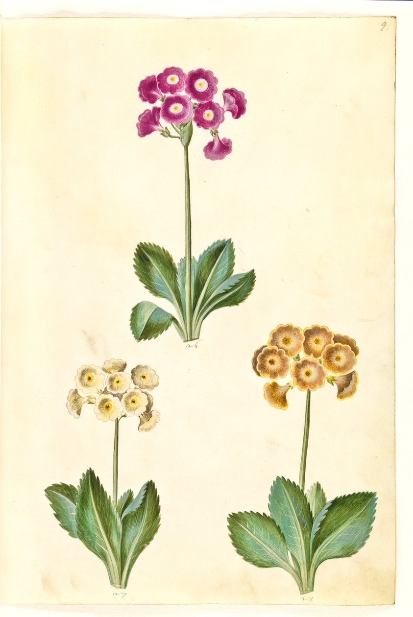 Primula ×pubescens (Garten-Aurikel) von Hans Simon Holtzbecker