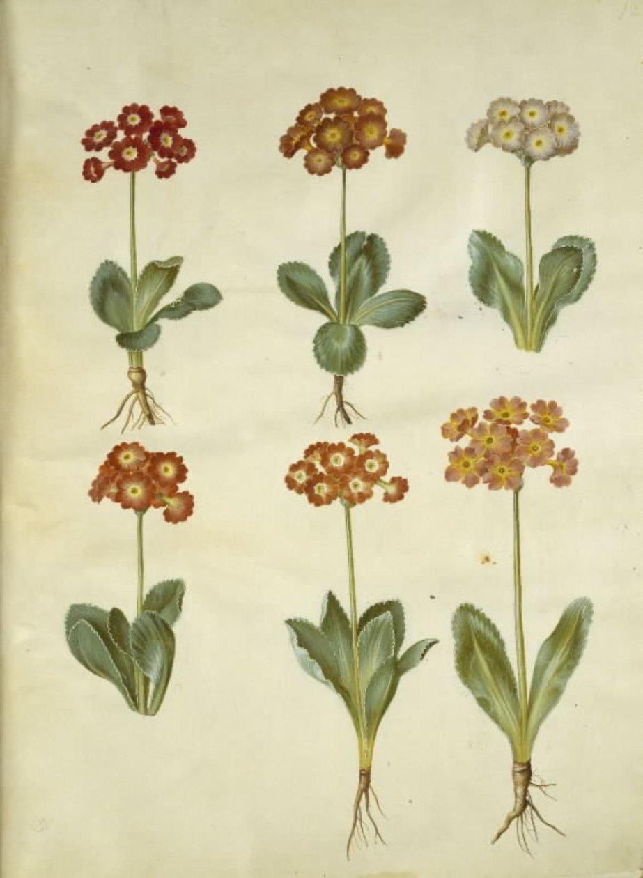 Primula ×pubescens (Garten-Aurikel) von Hans Simon Holtzbecker