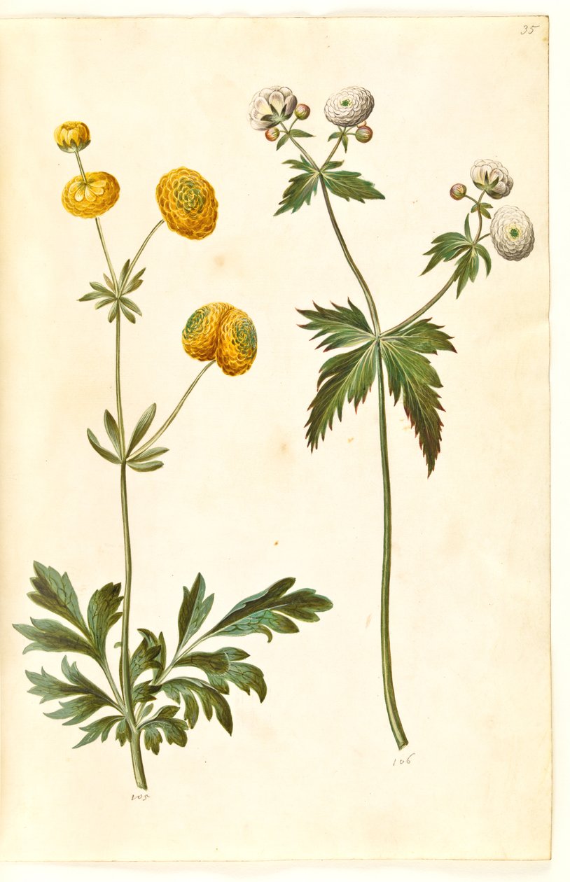Ranunculus acris (Scharfer Hahnenfuß); Ranunculus aconitifolius (Eisenhutblättriger Hahnenfuß) von Hans Simon Holtzbecker