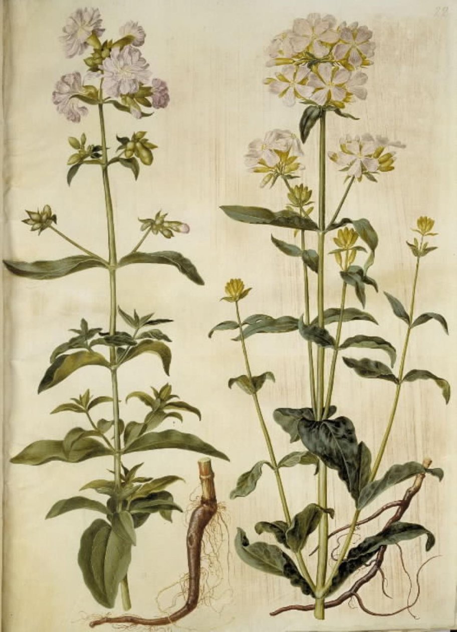 Saponaria officinalis (Echtes Seifenkraut) von Hans Simon Holtzbecker