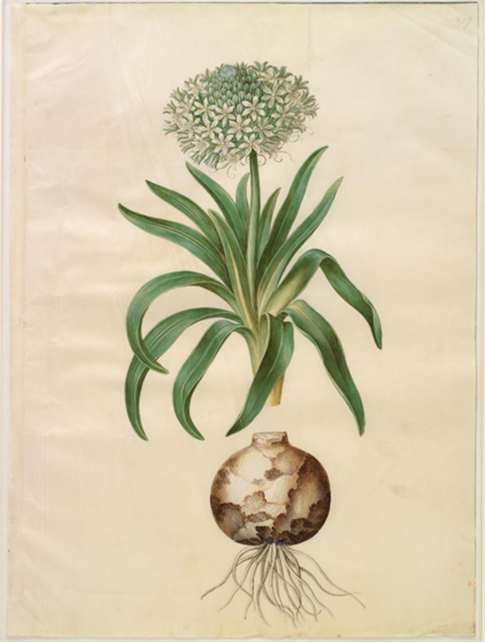 Peruanische Schilla (Riesen-Schilla) von Hans Simon Holtzbecker