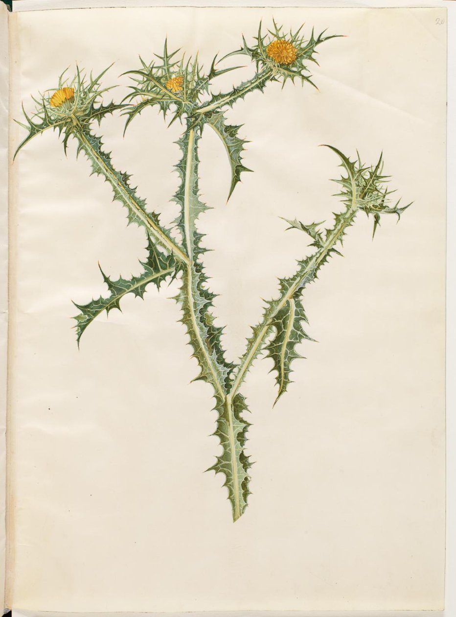 Scolymus hispanicus (Spanische Golddistel) von Hans Simon Holtzbecker