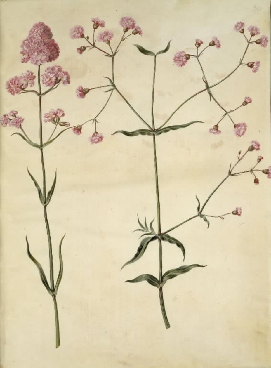 Silene viscaria (gewöhnliche Pechnelke); Silene (Kronen-Lichtnelke) von Hans Simon Holtzbecker