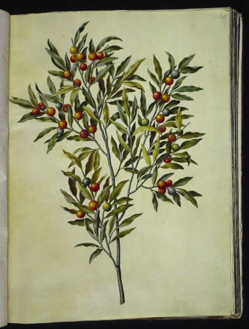 Solanum pseudocapsicum (Jerusalem-Korallenbeere) von Hans Simon Holtzbecker