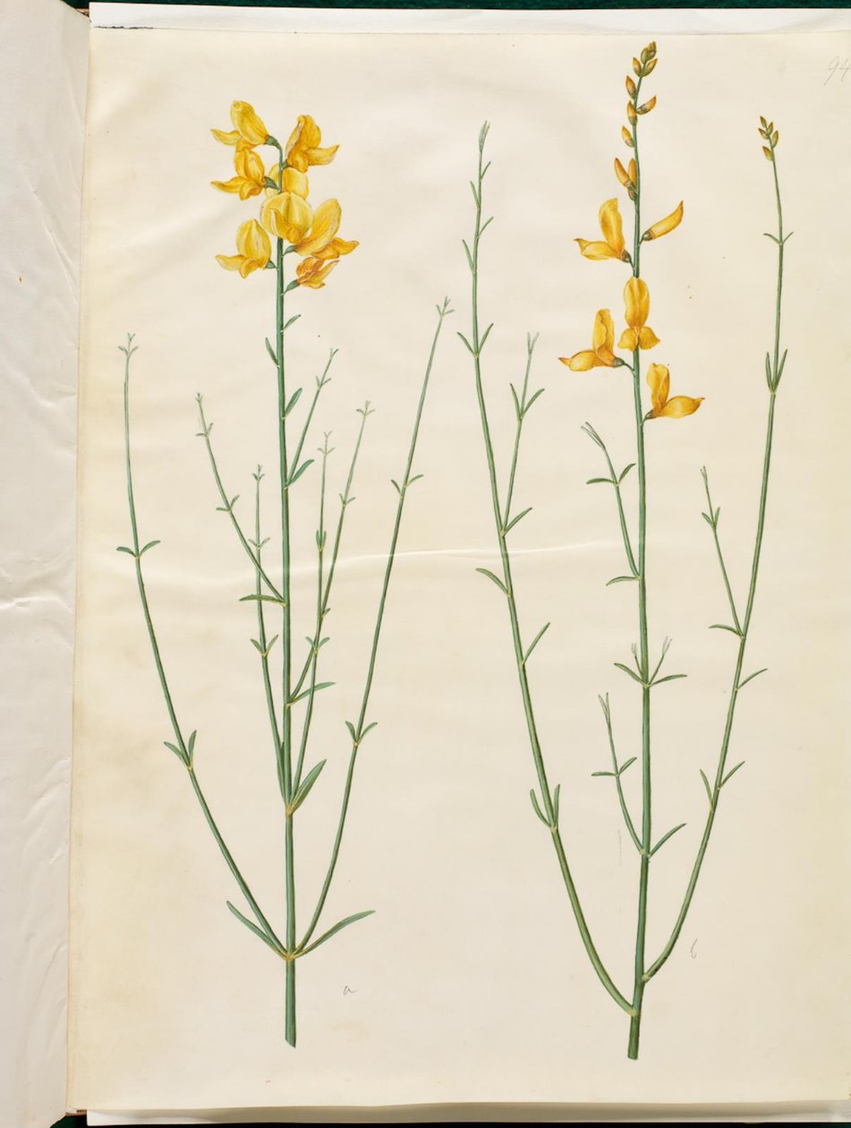 Spartium junceum (Spartium) von Hans Simon Holtzbecker