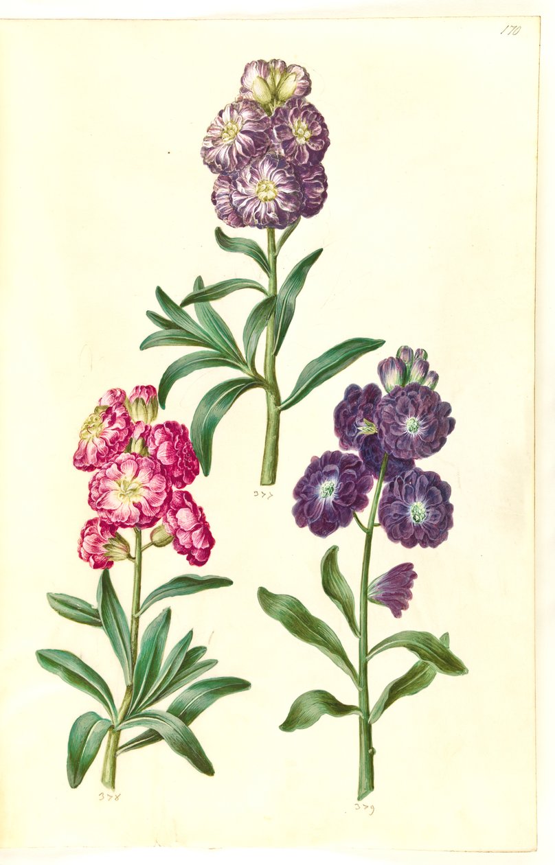 Titelblatt. Blumengirlande von Hans Simon Holtzbecker