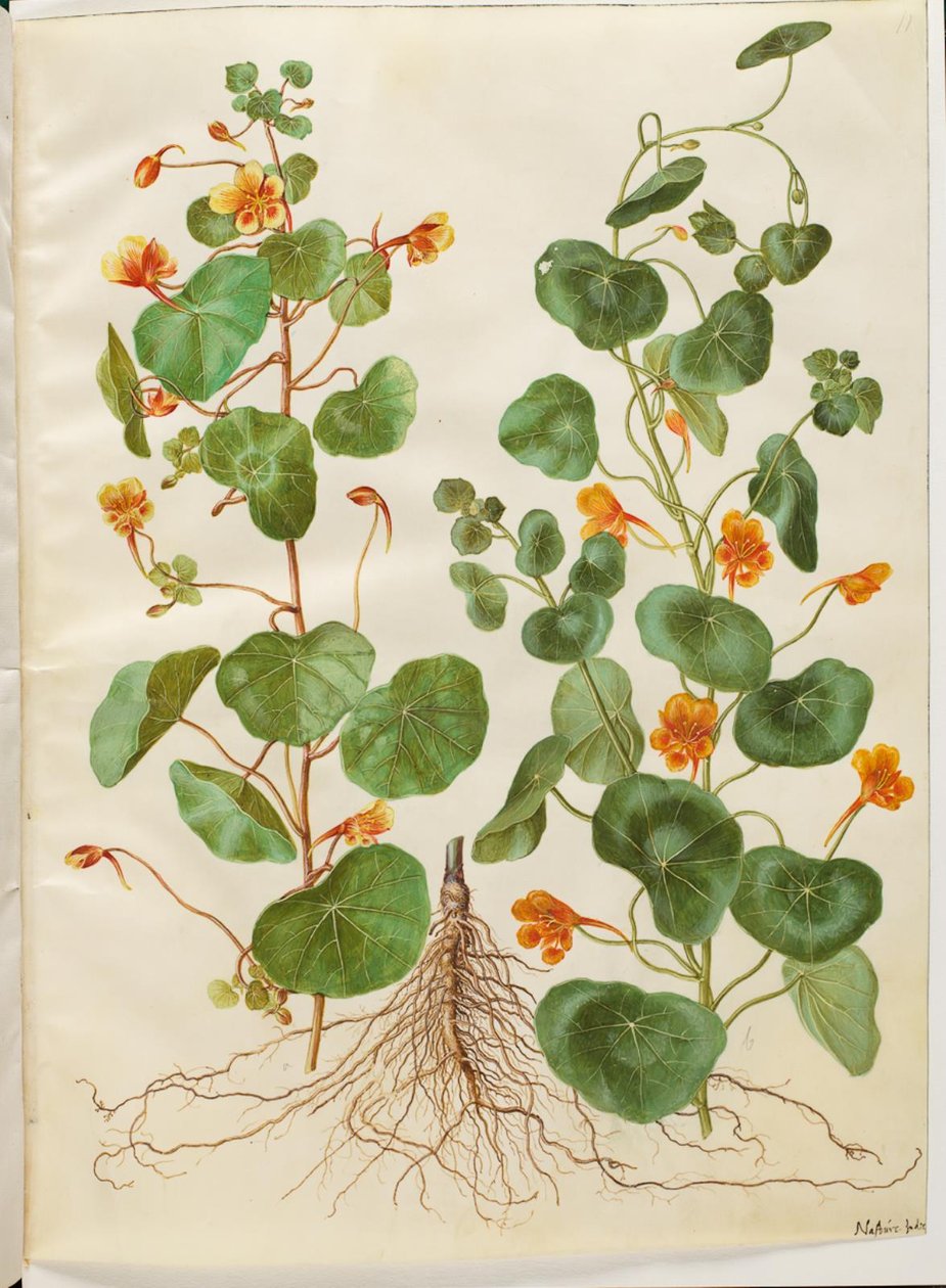 Tropaeolum minus (kleine Kapuzinerkresse) von Hans Simon Holtzbecker