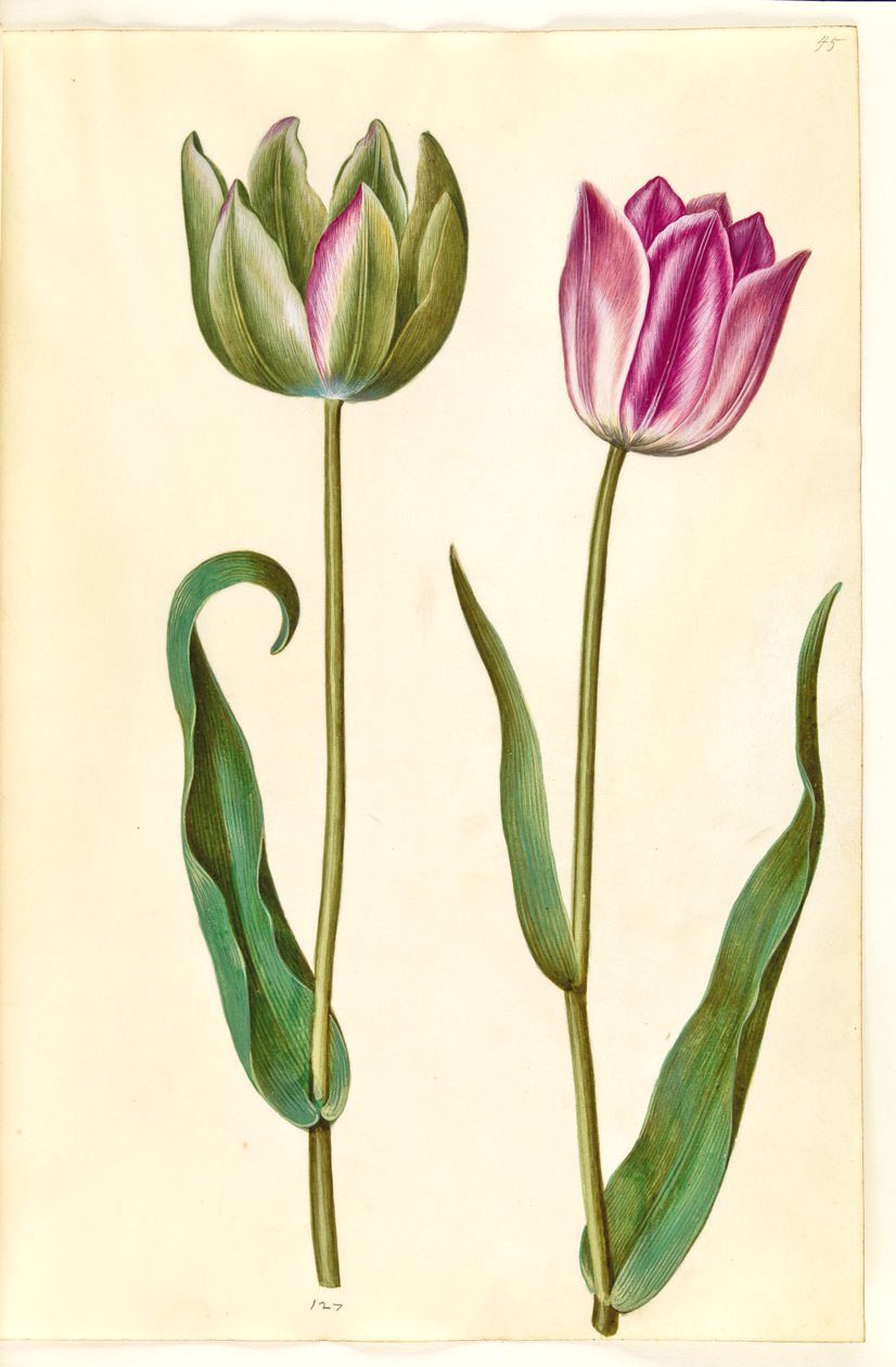 Tulipa gesneriana (Gartentulpe) von Hans Simon Holtzbecker