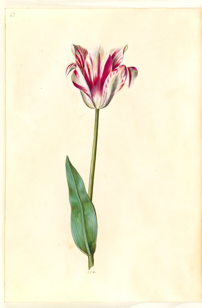 Tulipa gesneriana (Gartentulpe) von Hans Simon Holtzbecker