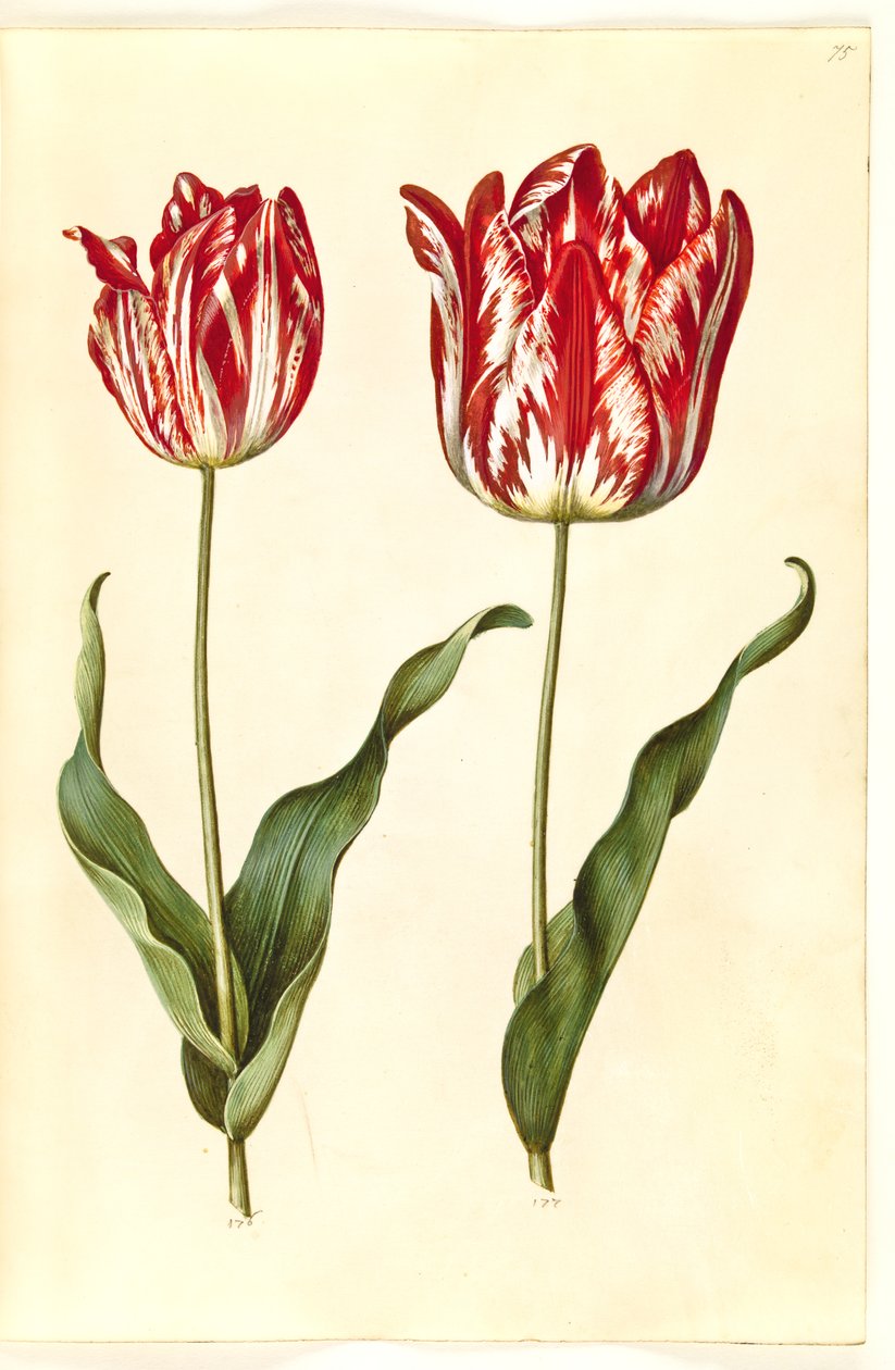 Tulipa gesneriana (Gartentulpe) von Hans Simon Holtzbecker