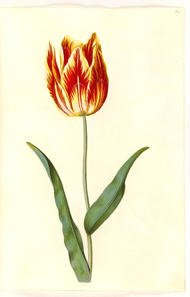 Tulipa gesneriana (Gartentulpe) von Hans Simon Holtzbecker