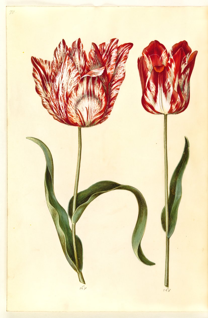 Tulipa gesneriana (Gartentulpe) von Hans Simon Holtzbecker