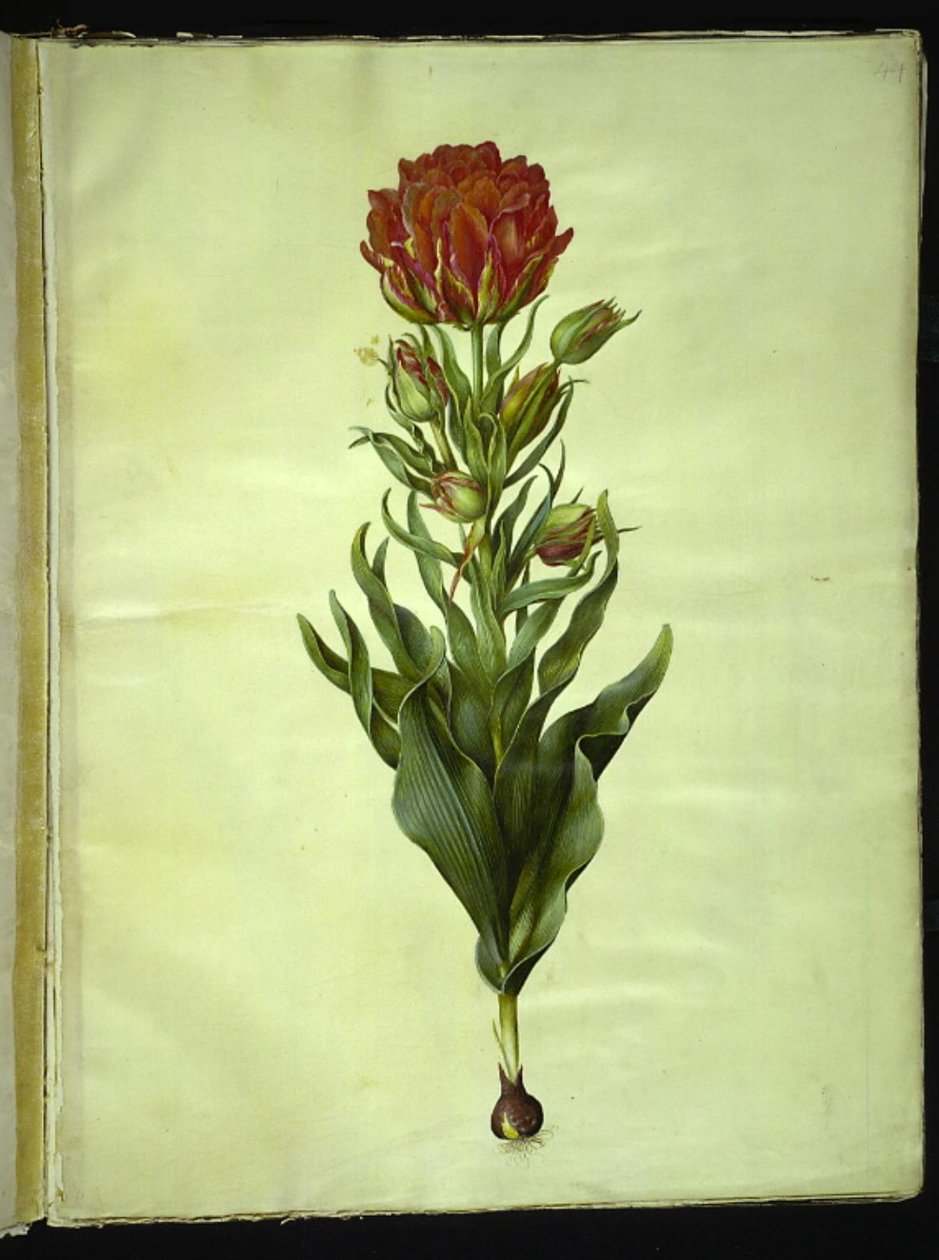 Tulipa gesneriana (Gartentulpe) von Hans Simon Holtzbecker