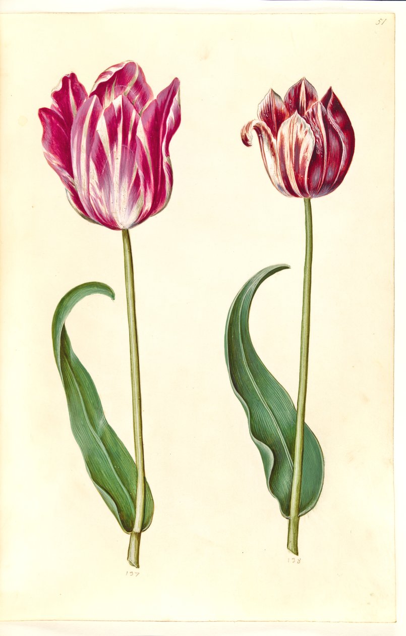 Tulipa gesneriana (Gartentulpe) von Hans Simon Holtzbecker