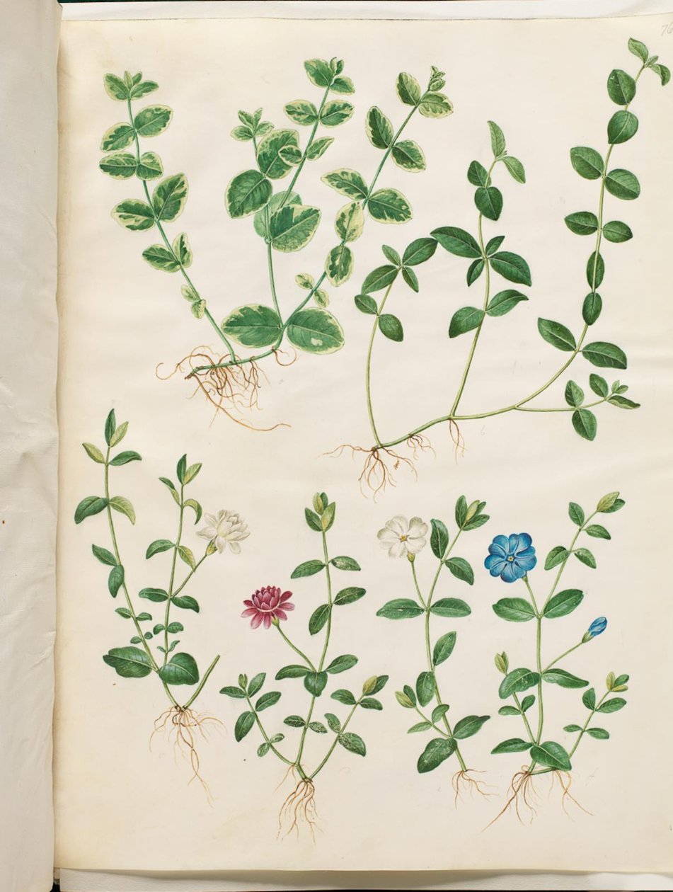Vinca minor (kleines Immergrün) von Hans Simon Holtzbecker