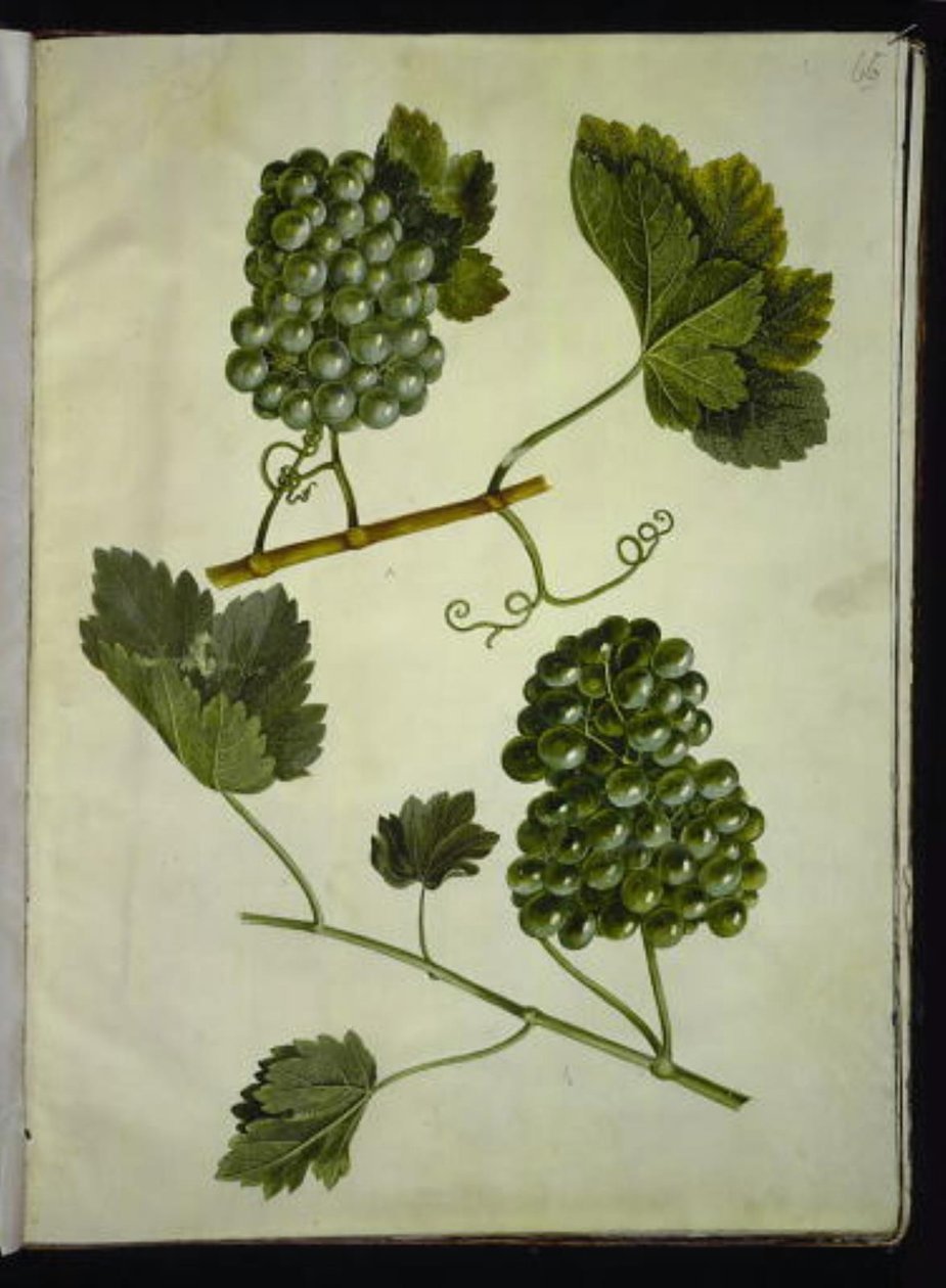 Vitis vinifera (gemeine Weinrebe) von Hans Simon Holtzbecker