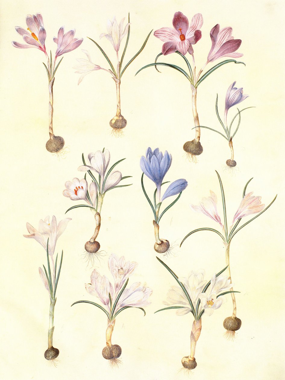 Frühlings-Krokus von Hans Simon Holtzbecker