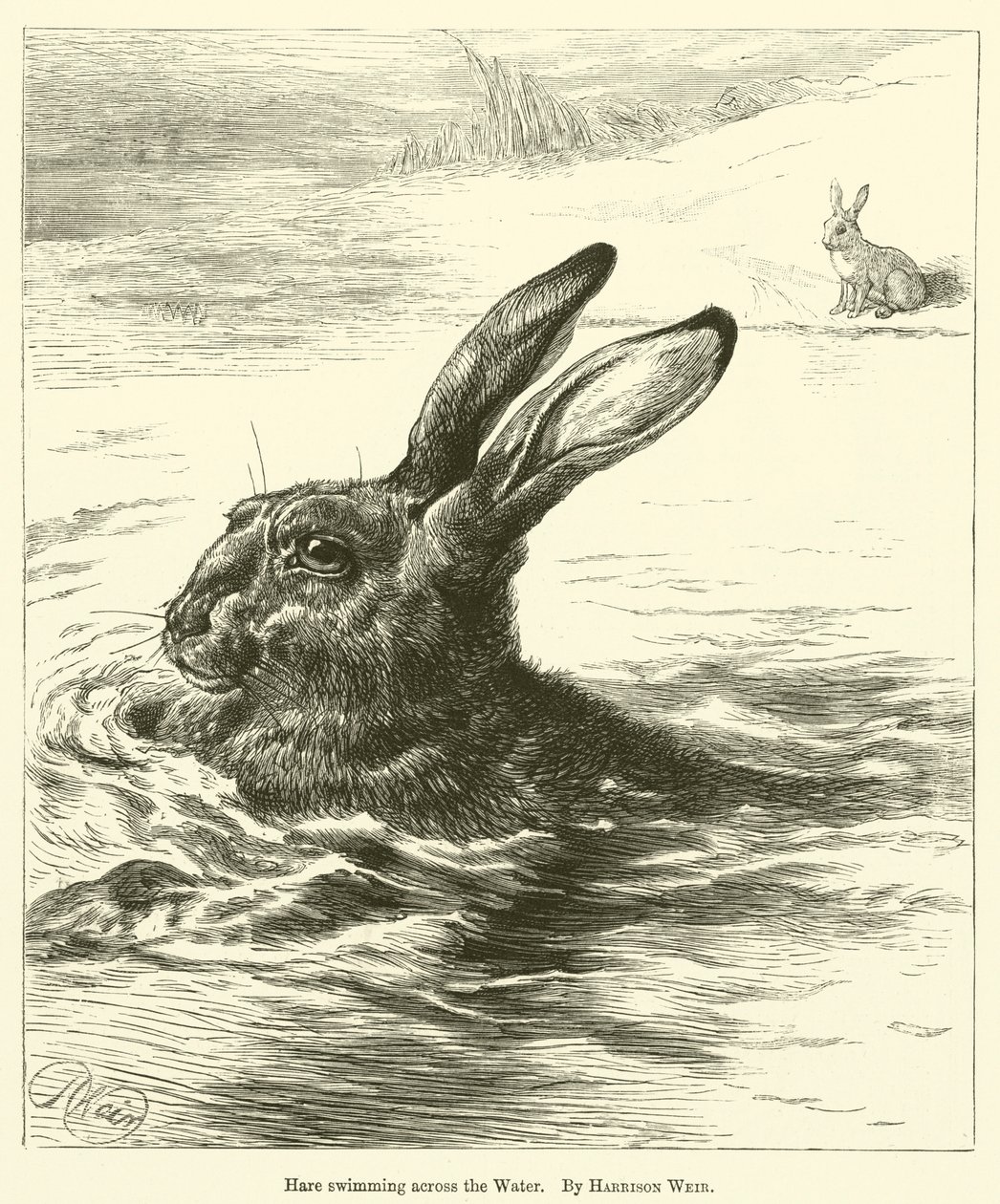 Hase schwimmt über das Wasser von Harrison William Weir