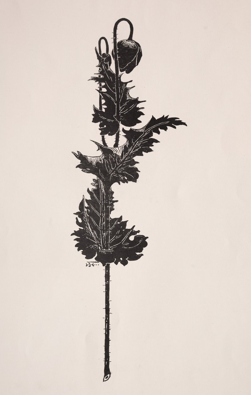 Blumenstudie von Harry Fenn