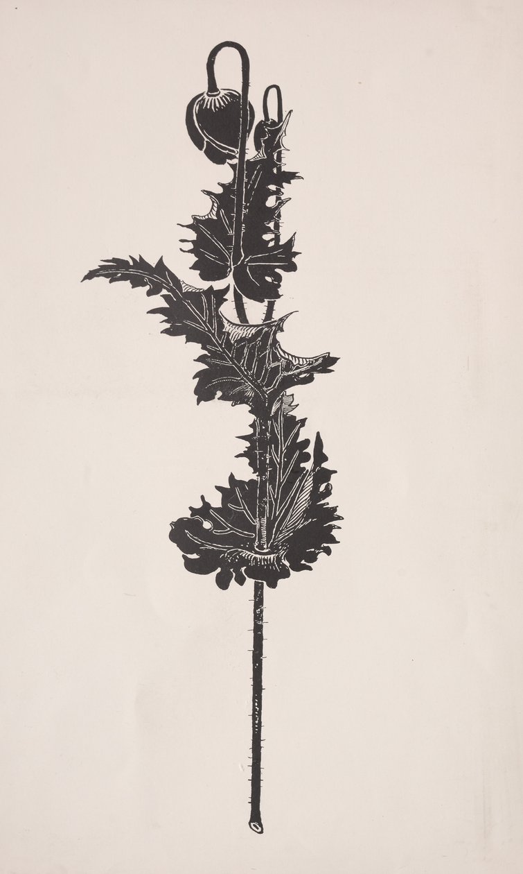 Blumenstudie von Harry Fenn