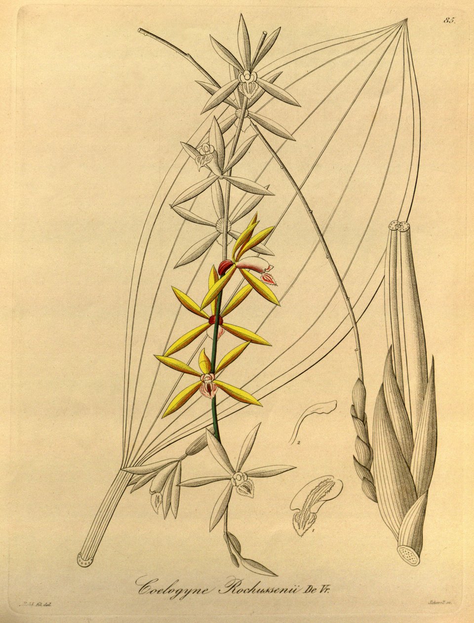 Coelogyne rochussenii von Heinrich Gustav Reichenbach