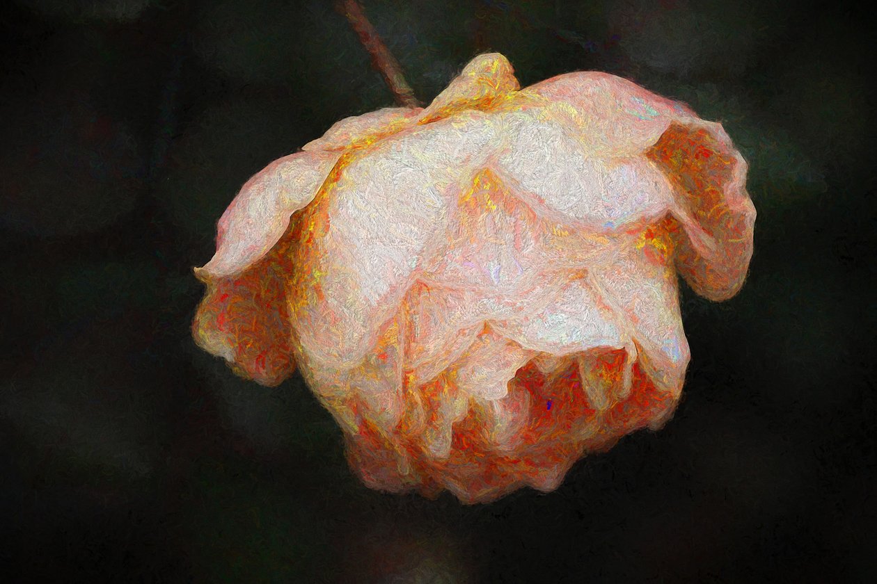 Blüte von Helen White